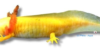 gold albino pearl (5-7 cm)