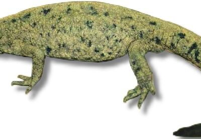Chinese Warty Newt (Paramesotriton chinensis) adult
