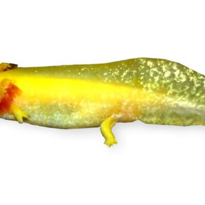 mexicanum gold (12-15 cm)