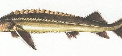 ruthenus (9 - 11 cm)