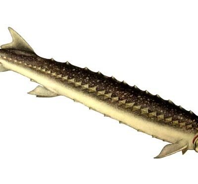 stellatus (25 - 28 cm)