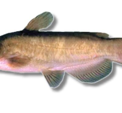 nebulosus (5 - 8 cm)