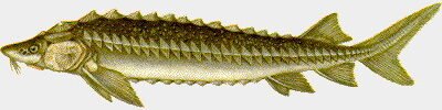 gueldenstaedtii (10 - 12 cm)
