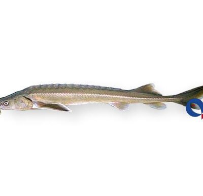 Siberian sturgeon (Acipenser baerii) 40–45 cm