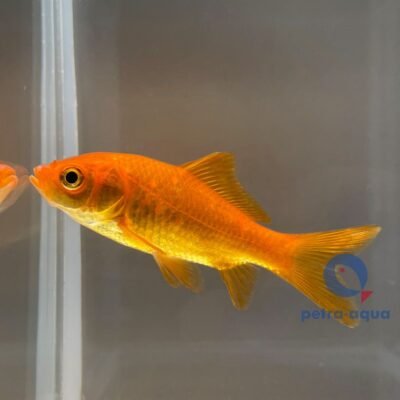 Carassius auratus red 21–25 cm