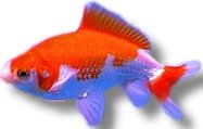 sarasa (9 - 11 cm)