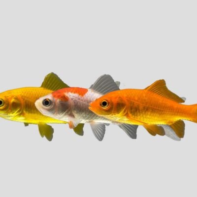 Carassius auratus mix 9–11 cm
