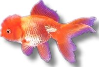 red oranda (9 - 11 cm)