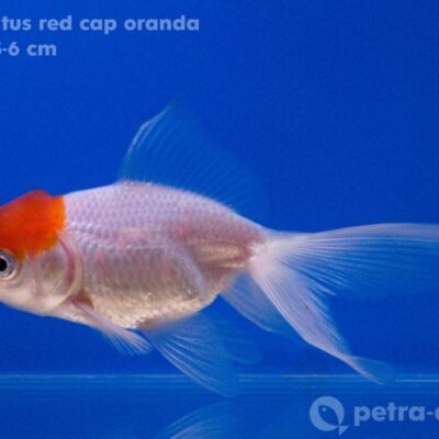 red cap (4 - 5 cm)