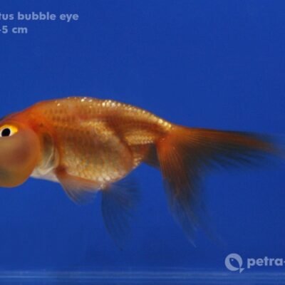 bubble eye (9 - 11 cm)