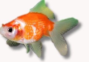 pearl (7 - 8 cm)
