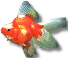 red white (11 - 13 cm)