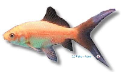 red cometa l.f. (18 - 21 cm)