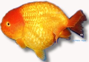 ranchu assorted (11 - 13 cm)