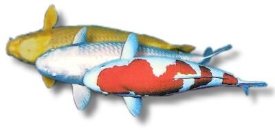 Common carp euro koi B (Cyprinus carp. koi euro koi b) 25–30 cm