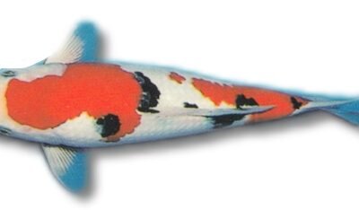 euro koi A mix (14 - 16 cm)