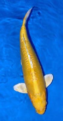 Cyprinus carp. koi yamabuki ogon 35–40 cm
