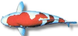 kohaku (11 – 14 cm)