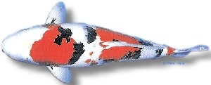 sanke (21 - 25 cm)