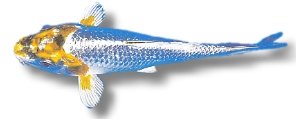 matsuba (25 - 30  cm)