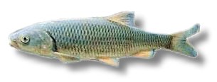 idus orfus blue (12 - 15 cm)