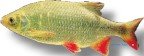 Pearl roach gold, Rudd gold (Scardinius erytrophtalmus gold) 5–6 cm