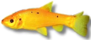 tinca gold (8 - 10 cm)