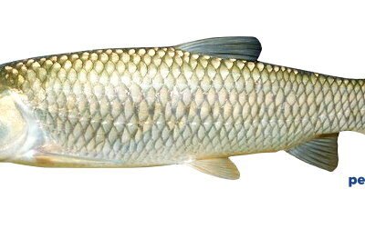 idellus (5 - 7 cm)