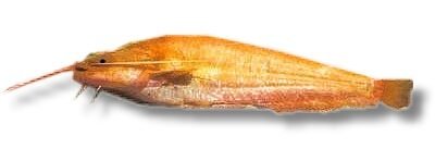 glanis gold (10 - 12 cm)