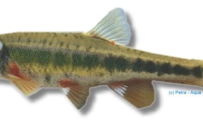 phoxinus (6 cm)