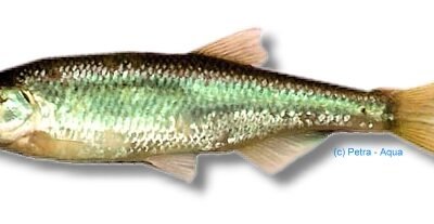 Leucaspius delineatus 6–7 cm
