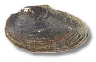 woodiana (10 - 15 cm)