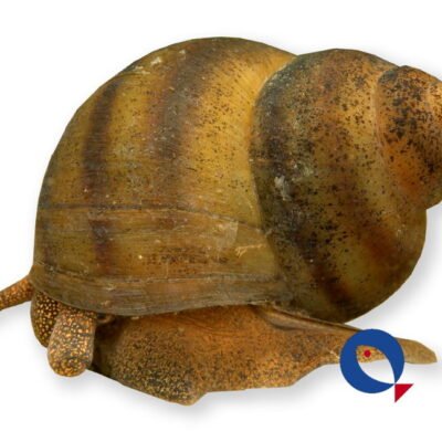 viviparus (1,5-3 cm)