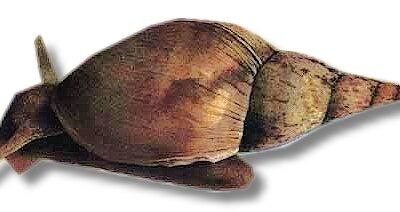 Lymnea stagnalis 1,5–3 cm