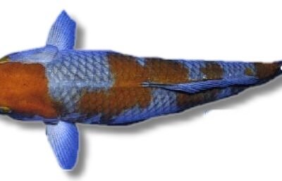ochiba (18 - 21 cm)