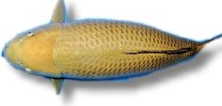 chagoi (21 - 25 cm)