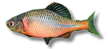 sericeus (6 - 8 cm)