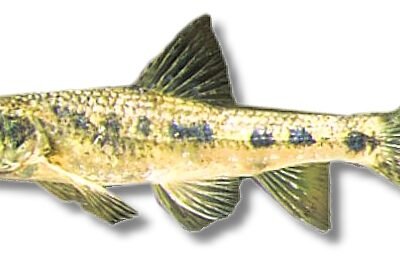 gobio (4 - 5 cm)