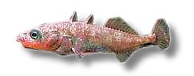 Gasterosteus aculeatus 3–4 cm