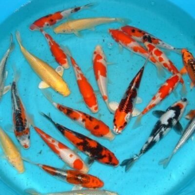 Cyprinus carp. koi koi A select 11–14 cm