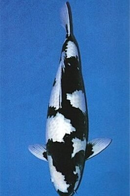 Cyprinus carp. koi shiro utsuri 21–25 cm