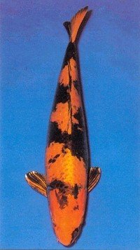 hi utsuri (21 - 25 cm)