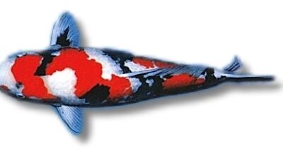 showa (8 – 11 cm)