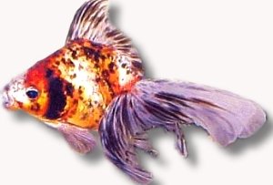 calico (13 - 15 cm)