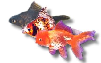 mixed (13 - 15 cm)
