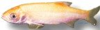 idus orfus (20-25cm)
