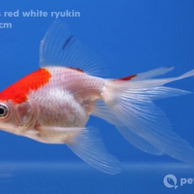 Carassius auratus l.f. red white ryukin 13–15 cm