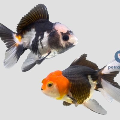 multi colour oranda (9 - 11 cm)