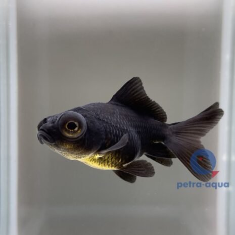 petra-CC67 petra-CC67