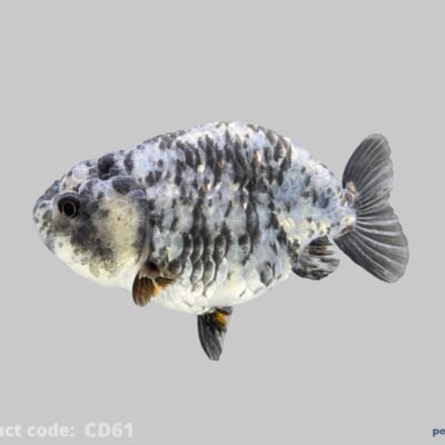 galaxy ranchu (11 - 13 cm)
